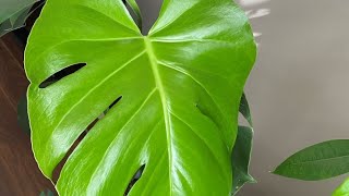 Monstera Split Leaf Philodendron New Leaf amp New Vase  July 28 2022 [upl. by Eyoj]