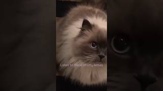 Himalayan cats meowing shorts himalayan himalayancat catmeowing catshorts [upl. by Dominga182]