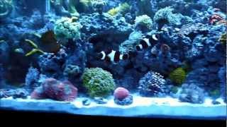 65 Gallon Reef Tank Saltwater Aquarium [upl. by Ingles739]