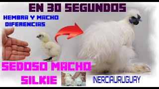 SILKIES GALLINAS ASI CRECE SEDOSO SILKIE MACHO EN 30 SEGUNDOS DISTINGUIR MACHO Y HEMBRA EN POLLITOS [upl. by Bunder]