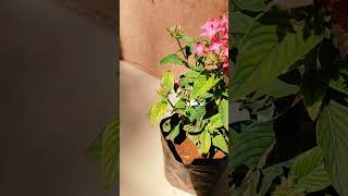 Pentas flower Plant  🌿 how to grow Pentas lanceolata Plant  गार्डन की देखभाल [upl. by Loomis581]