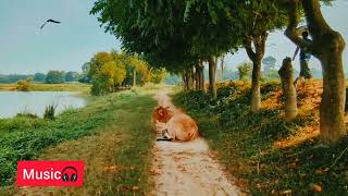 কোনো এক সকালে Kuno Ek Sokale BishonnoSofi official bangla audio [upl. by Price]