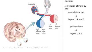 Vision  From Retina to LGN [upl. by Block]