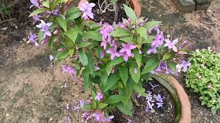 Pink Tagar Plant Care Eranthemum laxiflorum Perennial Plant Heavy bloomer with Pink Star flowers [upl. by Abil]