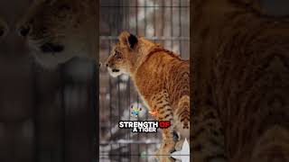 Meet the Liger The Ultimate Big Cat Hybrid 🐯🦁 [upl. by Tenrag411]