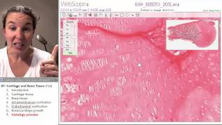 Bone  Cartilage 7 Histology preview [upl. by Katlin]