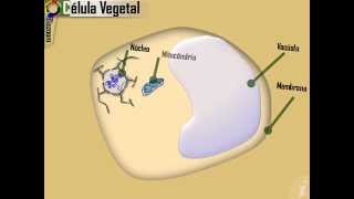 Célula Animal e Vegetal  Projeto Biozoom [upl. by Radburn]