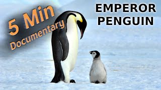 Emperor Penguin  5 Minute Documentary [upl. by Yelwah]