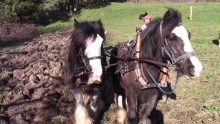 Ploughing Old Grassland With Horses And Planting Potatoes The OldFashioned Way [upl. by Ahter]