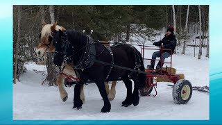 Dragging The Forest With A Team Of DRAFT HORSES [upl. by Nitsruk]