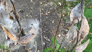 103024 Bugs on Milkweed [upl. by Boutis]