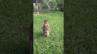 Wallaby Thylogale brunii are seen with their young emerging from the pouch kangguru wallabies [upl. by Arerrac784]