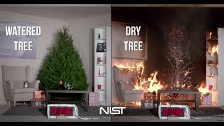 Christmas Tree Fire BURN TEST  Watered Tree vs Dry Tree [upl. by Nelehyram]