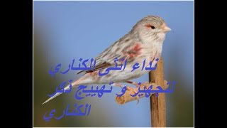 chante de femelle canari نداء الانثى عند مرحلة التزاوج [upl. by Estren]