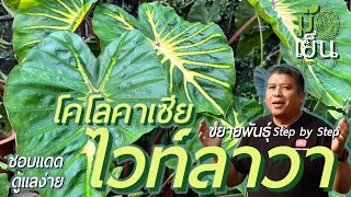 โคโลคาเซียไวท์ลาวา Colocasia White Lava ชอบแดด เลี้ยงง่าย มีดีที่ลายใบสวย [upl. by Nireves]