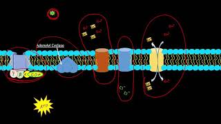 Physiology of Smell [upl. by Avaria]