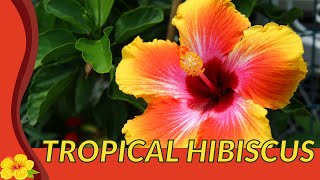 What Most People Dont Know About TROPICAL HIBISCUS Hibiscus rosasinensis [upl. by Sugirdor146]