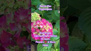 Penny Mac  Hydrangea macrophylla is a flowering plant in the family Hydrangeaceae native to Japan [upl. by Ahtamat]