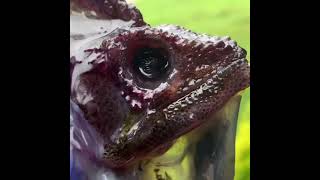 HUGE Diaphonized Chameleon [upl. by Sheng]