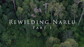 Rewilding Narlu part I [upl. by Margy]