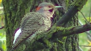 Stunning Birding and Wild Birds  Singing  Feeding Identification amp More [upl. by Trudnak169]