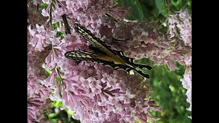 Swallowtail butterfly enjoying a backyard liliac buffet  put your bib on butterfly it is windy [upl. by Aia]