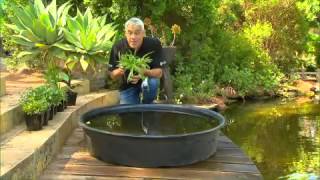 Greenfingers  Edible Water Plants [upl. by Hanad]