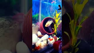 Fish fish aquarium aquariumpets fishing aqurium aquaticpets goldfish guppy aquaria [upl. by Kerin]