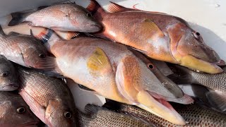 Fishing 11 miles Offshore for Hog Fish and Snapper [upl. by Aibar]