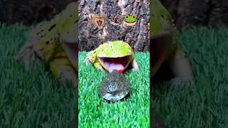 😸 VS 🐸  Cat VS Frog 🐸 😺 🐢 🦀 beats music funny fighting eating frog cat viral shorts video [upl. by Adilen]