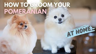 How To Groom Your Pomeranian At Home [upl. by Kcam]