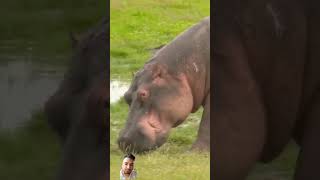 fact about hippocampus hippo animals amazingfacts wildlife hippopotamus nature [upl. by Akerahs]