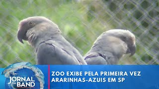 Zoo exibe pela primeira vez Ararinhasazuis em SP  Jornal da Band [upl. by Agostino]