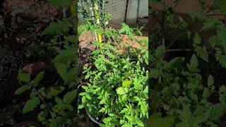 🍅Mis tomateras en noviembre 😲 tomate tomatera huerta campo agricultura [upl. by Lyj986]