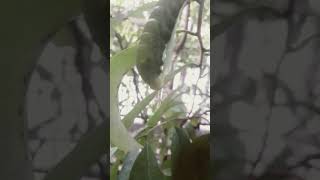 Caterpillar ASMR eating leaf 🐛🐛🐛 insects caterpillar [upl. by Hsaniva]