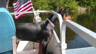 Doberman is on a boat [upl. by Belicia356]