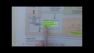 DIETARY LIPID METABOLISM PART 1 BIOCHEMISTRY LIPPINCOTT [upl. by Evita411]