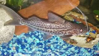 Two Pictus Catfish in my 72 gal freshwater bowfront aquarium [upl. by Battista358]