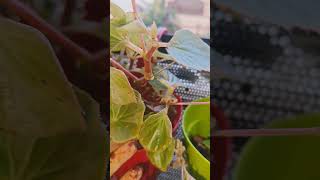 Begonia plant care in winter decoration houseplants garden begounia [upl. by Kwarteng]