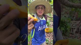 Beneficios de la papaya plantas delhuertoalamesa fruit [upl. by Jermyn]