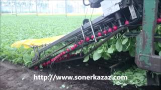 HARVESTING RADISHES FINDIK TURPU HASADI [upl. by Gatian]