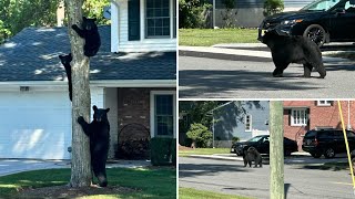 Familia de osos sorprende a habitantes de poblado en Nueva Jersey [upl. by Ayiak]