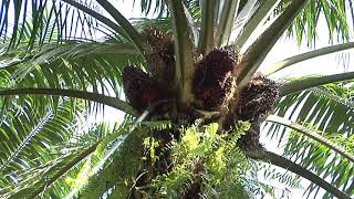 Learn to Harvest Palm Oil Using a Chisel shots [upl. by Rapsac]