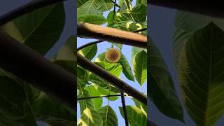 Kadam tree  Neolamarckia Cadamba  shorts video green [upl. by Mirielle]