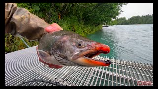 Releasing Strange Sea Ran Fish in Alaska River System strange fish alaskafishing [upl. by Haliak635]