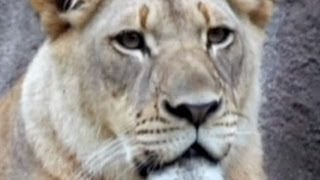 Dallas zoo lion killing lioness was traumatic [upl. by Zins334]