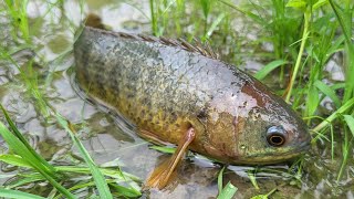 Fishing in Rainy Season  Catching Climbing Perch Fish amp Catfish by Hand in Rain [upl. by Aldrich]