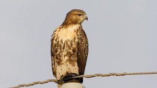 RedTailed Hawks at My House The First 6 Days [upl. by Akalam]