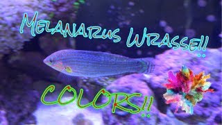 Melanarus Wrasse Care Guide [upl. by Smukler]