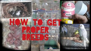 HOW TO GET PROPER BREED [upl. by Cannell]